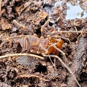 Opiliones (order) at Captains Flat, NSW - 20 Aug 2022