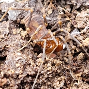 Opiliones (order) at Captains Flat, NSW - 20 Aug 2022