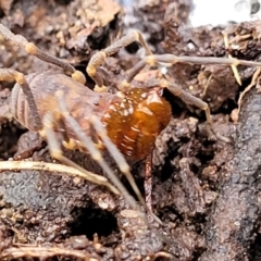 Opiliones (order) at Captains Flat, NSW - 20 Aug 2022