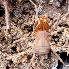 Opiliones (order) at Captains Flat, NSW - 20 Aug 2022