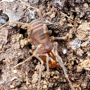 Opiliones (order) at Captains Flat, NSW - 20 Aug 2022