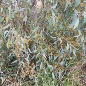 Eucalyptus macrorhyncha at Kambah, ACT - 19 Aug 2022 11:29 AM