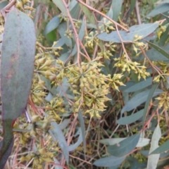 Eucalyptus macrorhyncha at Kambah, ACT - 19 Aug 2022 11:29 AM