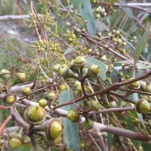 Eucalyptus macrorhyncha at Kambah, ACT - 19 Aug 2022 11:29 AM