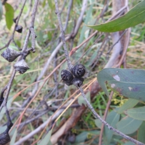 Eucalyptus macrorhyncha at Kambah, ACT - 19 Aug 2022 11:29 AM