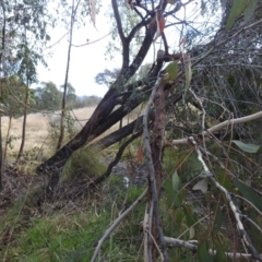 Eucalyptus macrorhyncha at Kambah, ACT - 19 Aug 2022