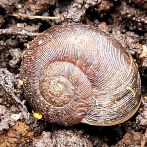 Austrorhytida capillacea at Captains Flat, NSW - 20 Aug 2022