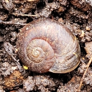 Austrorhytida capillacea at Captains Flat, NSW - 20 Aug 2022