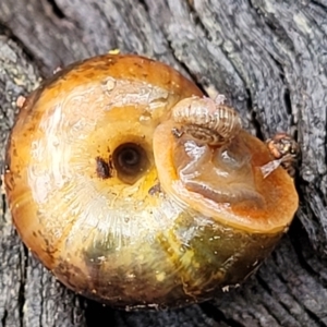 Austrorhytida capillacea at Captains Flat, NSW - 20 Aug 2022