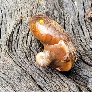 Austrorhytida capillacea at Captains Flat, NSW - 20 Aug 2022