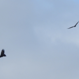 Aquila audax at Kambah, ACT - 19 Aug 2022 11:43 AM