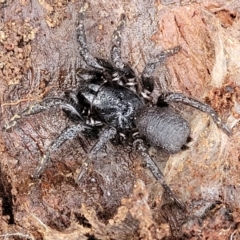 Atrax sutherlandi (Funnel-web Spider) at Tallaganda National Park - 20 Aug 2022 by trevorpreston