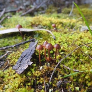 zz agaric (stem; gills not white/cream) at Kambah, ACT - 19 Aug 2022