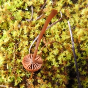 zz agaric (stem; gills not white/cream) at Kambah, ACT - 19 Aug 2022