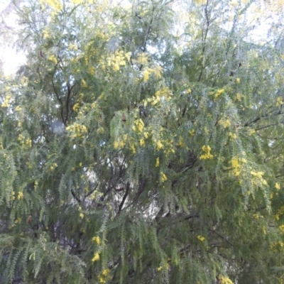 Acacia vestita (Hairy Wattle) at McQuoids Hill - 19 Aug 2022 by HelenCross