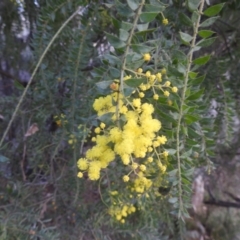 Acacia vestita at Kambah, ACT - 19 Aug 2022 12:17 PM