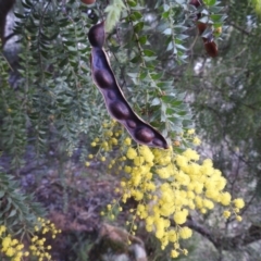 Acacia vestita at Kambah, ACT - 19 Aug 2022 12:17 PM