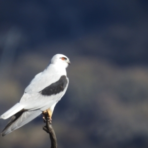 Elanus axillaris at Kambah, ACT - 19 Aug 2022