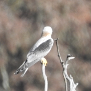 Elanus axillaris at Kambah, ACT - 19 Aug 2022