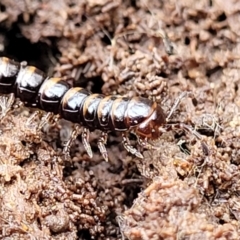 Paradoxosomatidae sp. (family) (Millipede) at Captains Flat, NSW - 20 Aug 2022 by trevorpreston