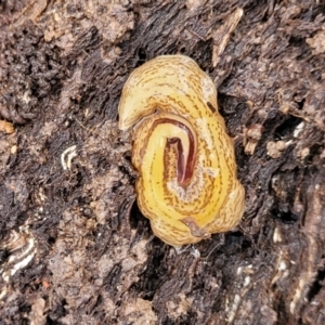 Australopacifica lucasi at Captains Flat, NSW - 20 Aug 2022