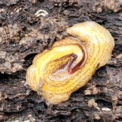 Australopacifica lucasi at Captains Flat, NSW - 20 Aug 2022