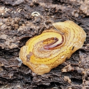 Australopacifica lucasi at Captains Flat, NSW - 20 Aug 2022