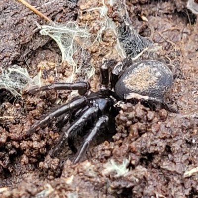 Atrax sutherlandi (Funnel-web Spider) at Captains Flat, NSW - 20 Aug 2022 by trevorpreston