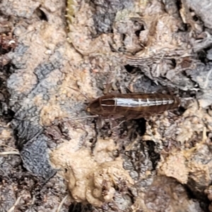 Amphipod (order Amphipoda, family Talitridae) at Captains Flat, NSW - 20 Aug 2022