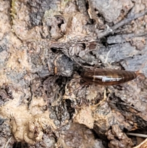 Amphipod (order Amphipoda, family Talitridae) at Captains Flat, NSW - 20 Aug 2022