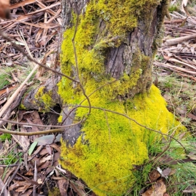 Unidentified Moss, Liverwort or Hornwort at Captains Flat, NSW - 19 Aug 2022 by trevorpreston