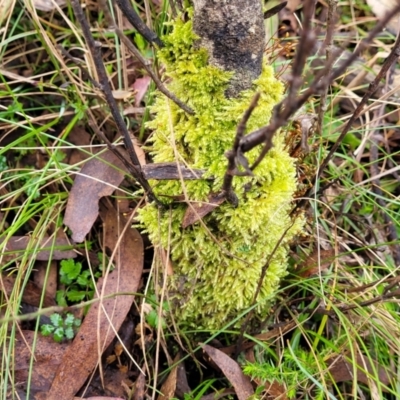 Unidentified Moss, Liverwort or Hornwort at Captains Flat, NSW - 19 Aug 2022 by trevorpreston