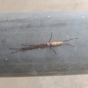 Tetragnatha sp. (genus) at Ngunnawal, ACT - 20 Apr 2020