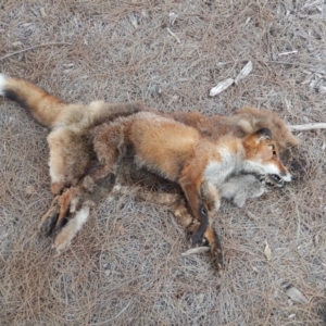 Vulpes vulpes at Ngunnawal, ACT - suppressed