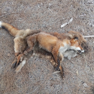 Vulpes vulpes (Red Fox) at Ngunnawal, ACT - 2 Mar 2020 by Birdy