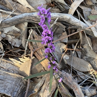 Hovea heterophylla (Common Hovea) at Queanbeyan East, NSW - 20 Aug 2022 by Steve_Bok