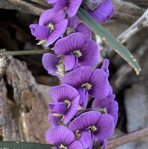 Hovea heterophylla at Queanbeyan East, NSW - 20 Aug 2022