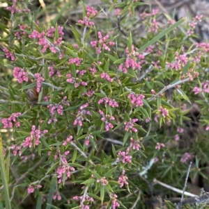 Lissanthe strigosa subsp. subulata at Queanbeyan East, NSW - 20 Aug 2022