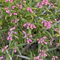 Lissanthe strigosa subsp. subulata at Queanbeyan East, NSW - 20 Aug 2022