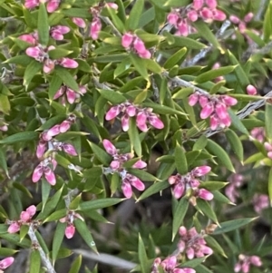 Lissanthe strigosa subsp. subulata at Queanbeyan East, NSW - 20 Aug 2022