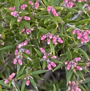 Lissanthe strigosa subsp. subulata at Queanbeyan East, NSW - 20 Aug 2022