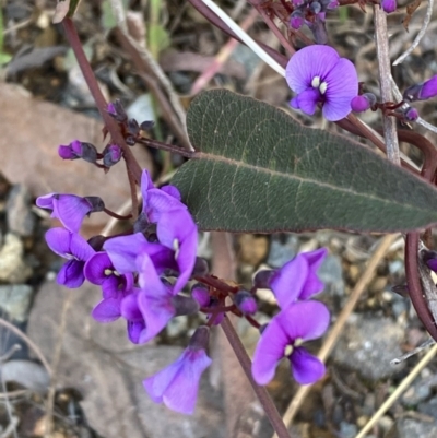 Hardenbergia violacea (False Sarsaparilla) at Queanbeyan East, NSW - 20 Aug 2022 by Steve_Bok