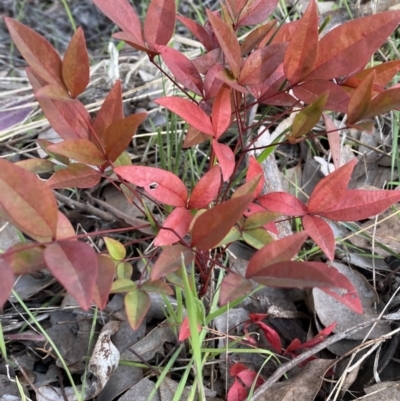 Nandina domestica (Sacred Bamboo) at Queanbeyan East, NSW - 20 Aug 2022 by Steve_Bok