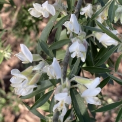 Chamaecytisus palmensis (Tagasaste, Tree Lucerne) at Queanbeyan East, NSW - 20 Aug 2022 by SteveBorkowskis