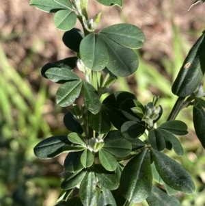 Genista monspessulana at Queanbeyan East, NSW - 20 Aug 2022