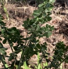 Genista monspessulana at Queanbeyan East, NSW - 20 Aug 2022