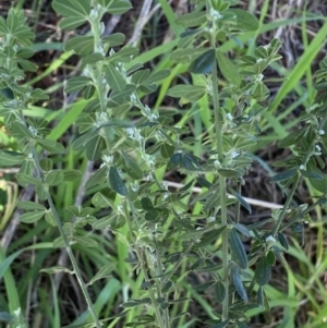 Genista monspessulana at Queanbeyan East, NSW - 20 Aug 2022