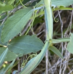 Lathyrus sp. at Queanbeyan East, NSW - 20 Aug 2022