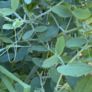 Lathyrus sp. at Queanbeyan East, NSW - 20 Aug 2022