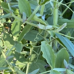 Lathyrus sp. at Queanbeyan East, NSW - 20 Aug 2022